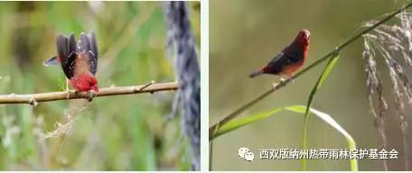 勐宋“鸟事”大不同(图5)