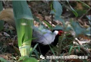 勐宋“鸟事”大不同(图3)