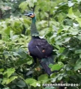 勐宋“鸟事”大不同(图4)