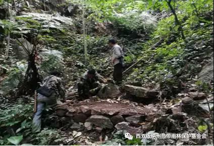 勐宋“鸟事”大不同(图7)