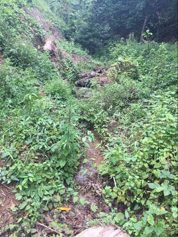 勐养城子村水源涵养林保护项目顺利实施(图2)