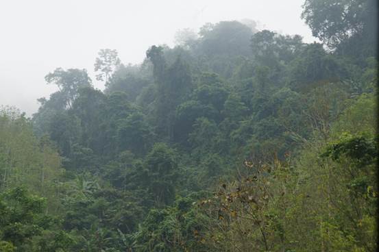 勐养城子村水源涵养林保护项目顺利实施(图1)