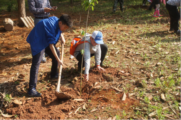 基诺山“雨林修复”项目种下第一批树(图1)