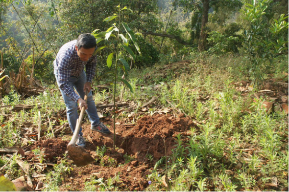 基诺山“雨林修复”项目种下第一批树(图3)