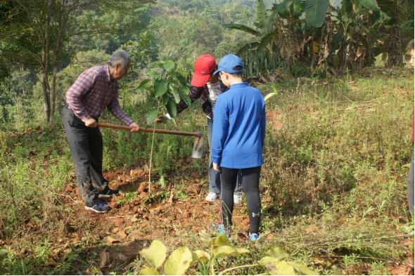 基诺山“雨林修复”项目种下第一批树(图4)