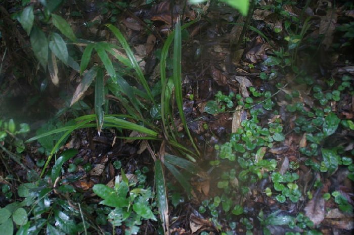 墨兰回归项目顺利实施(图1)