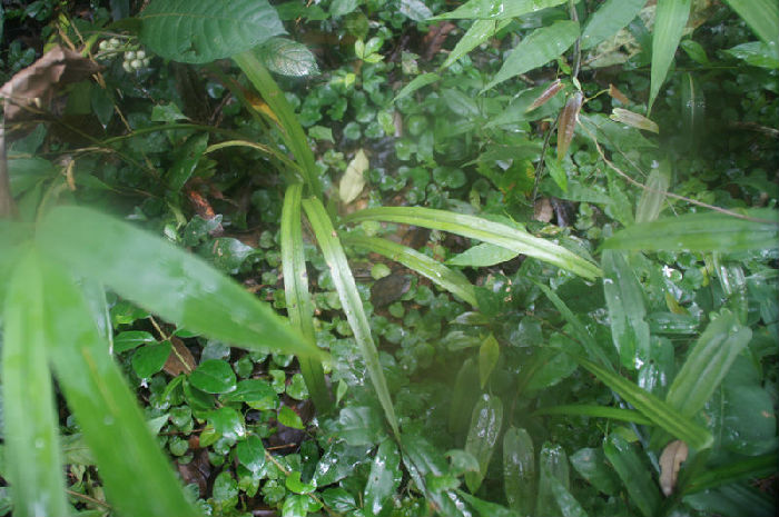 墨兰回归项目顺利实施(图2)