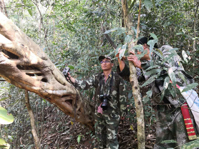 西双版纳猴科动物调查工作稳步推进(图3)