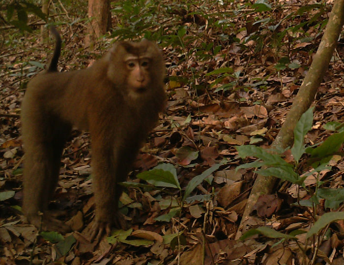 西双版纳猴科动物调查工作稳步推进(图2)