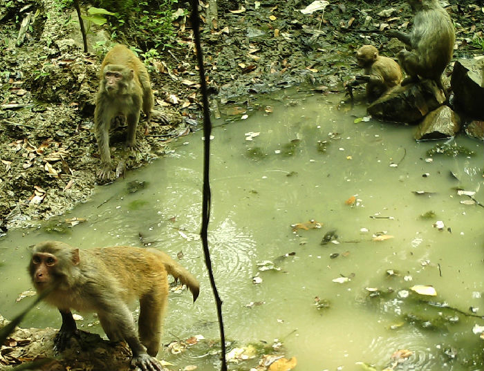 西双版纳猴科动物调查工作稳步推进(图1)