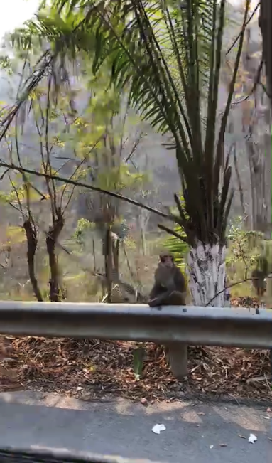 “热带雨林修复行动”项目进展(图1)
