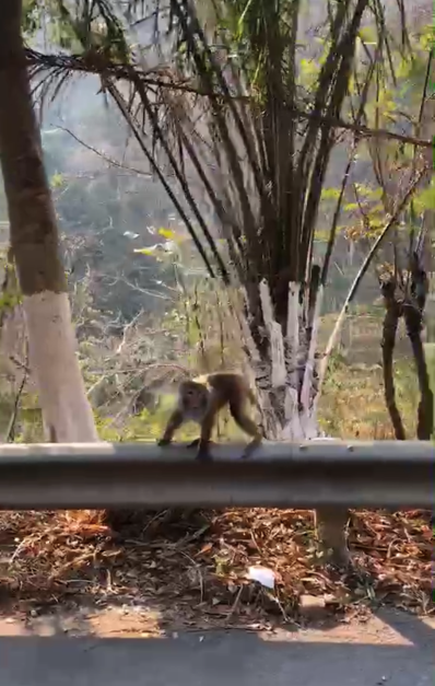 “热带雨林修复行动”项目进展(图2)