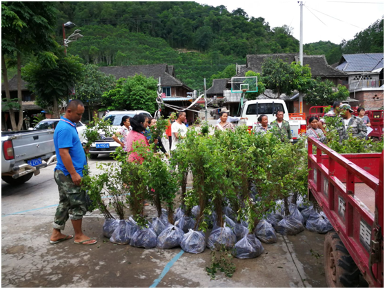 基金会“雨林修复”项目2020年（三期）进展(图6)