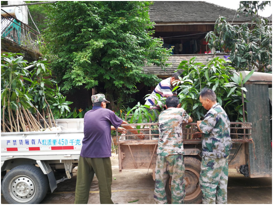 基金会“雨林修复”项目2020年（三期）进展(图7)
