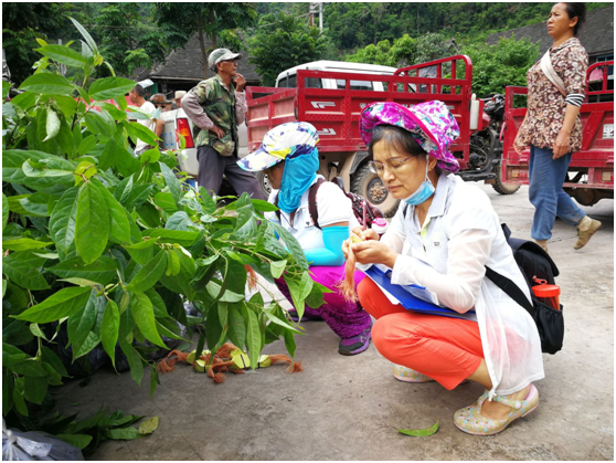 基金会“雨林修复”项目2020年（三期）进展(图9)