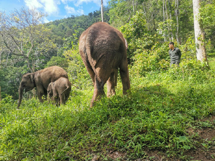 “野象不饿”项目进展(图1)