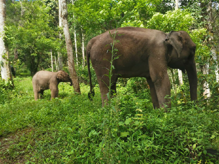 “野象不饿”项目进展(图2)