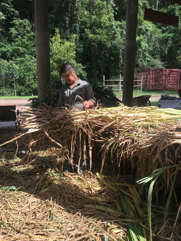 “野象不饿”项目进展(图3)