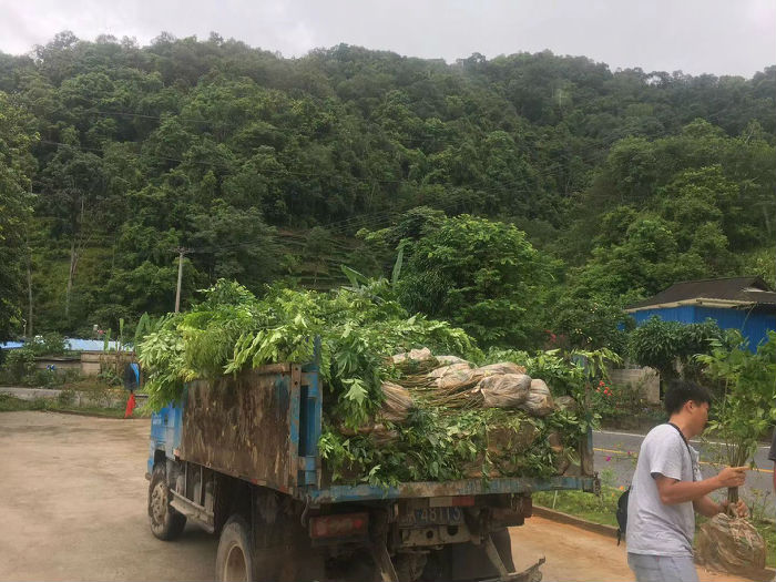 热带雨林修复行动（第四期） 项目进展(图1)