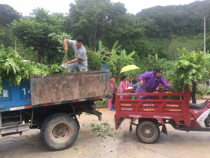 热带雨林修复行动（第四期） 项目进展(图3)