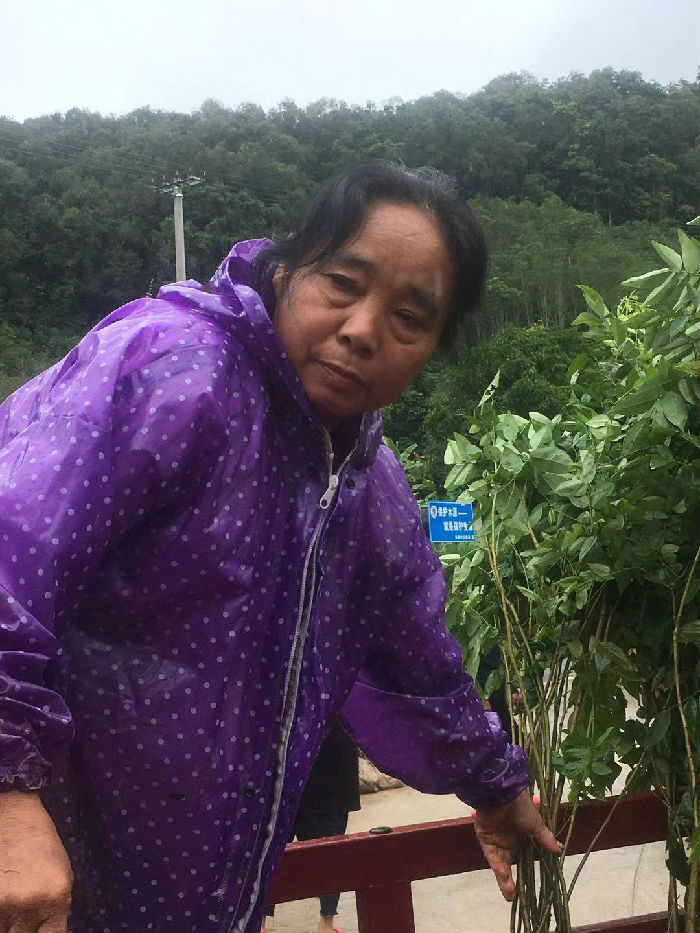 热带雨林修复行动（第四期） 项目进展(图4)