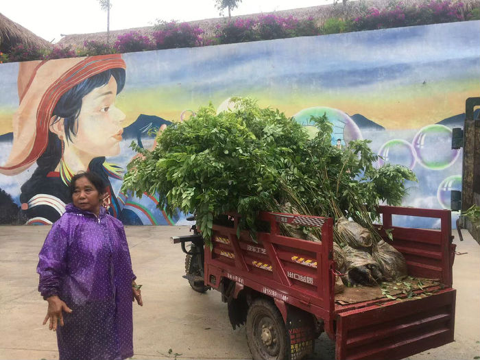 热带雨林修复行动（第四期） 项目进展(图5)