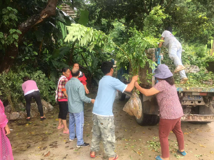 热带雨林修复行动（第四期） 项目进展(图6)