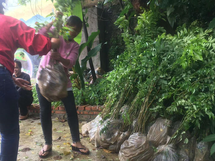 热带雨林修复行动（第四期） 项目进展(图7)