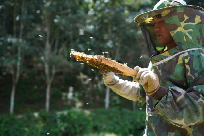 南满河蜜蜂养殖生计发展项目第二期 项目进展(图2)