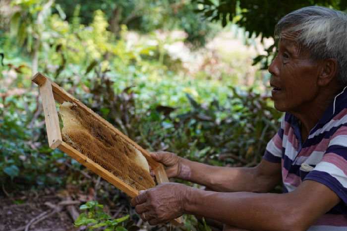 南满河蜜蜂养殖生计发展项目第二期 项目进展(图4)