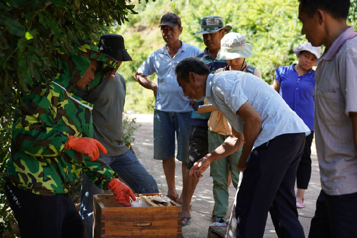 南满河蜜蜂养殖生计发展项目第二期 项目进展(图9)