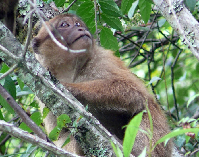 跟我们去找西双版纳的猴子(图2) 跟我们去找西双版纳的猴子(图2)