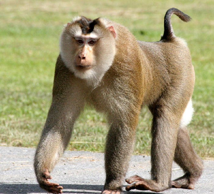 跟我们去找西双版纳的猴子(图3) 跟我们去找西双版纳的猴子(图3)