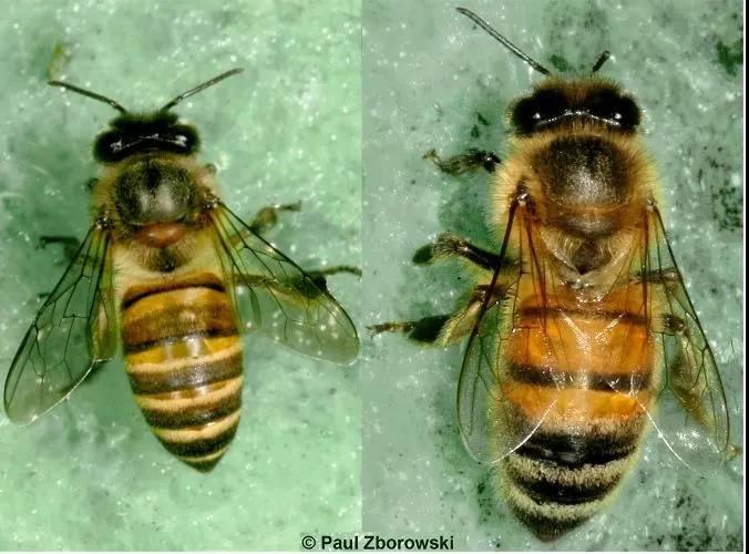 版纳自然科普传粉昆虫篇：蜜蜂的种类与应用浅谈(图5)